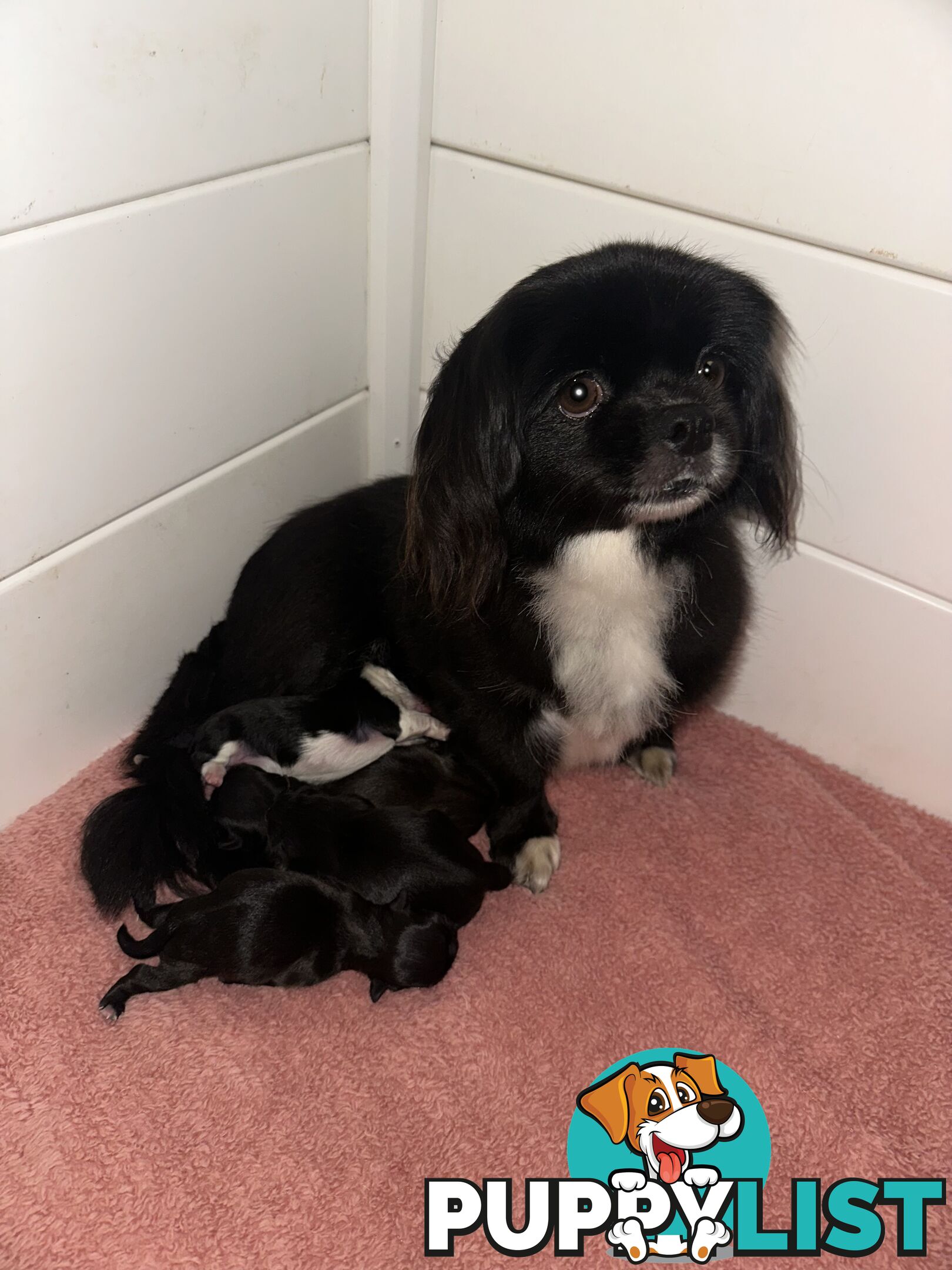 Tiboodle puppies! (Tibetan Spaniel x Toy Poodle)