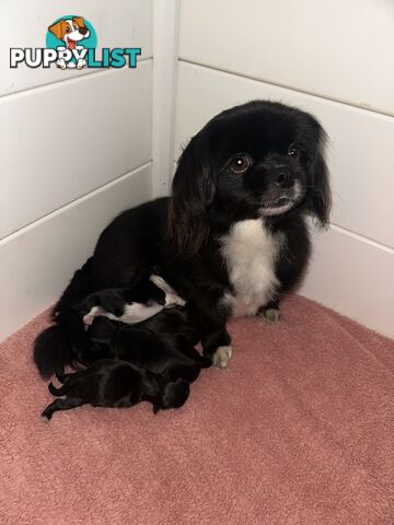 Tiboodle puppies! (Tibetan Spaniel x Toy Poodle)