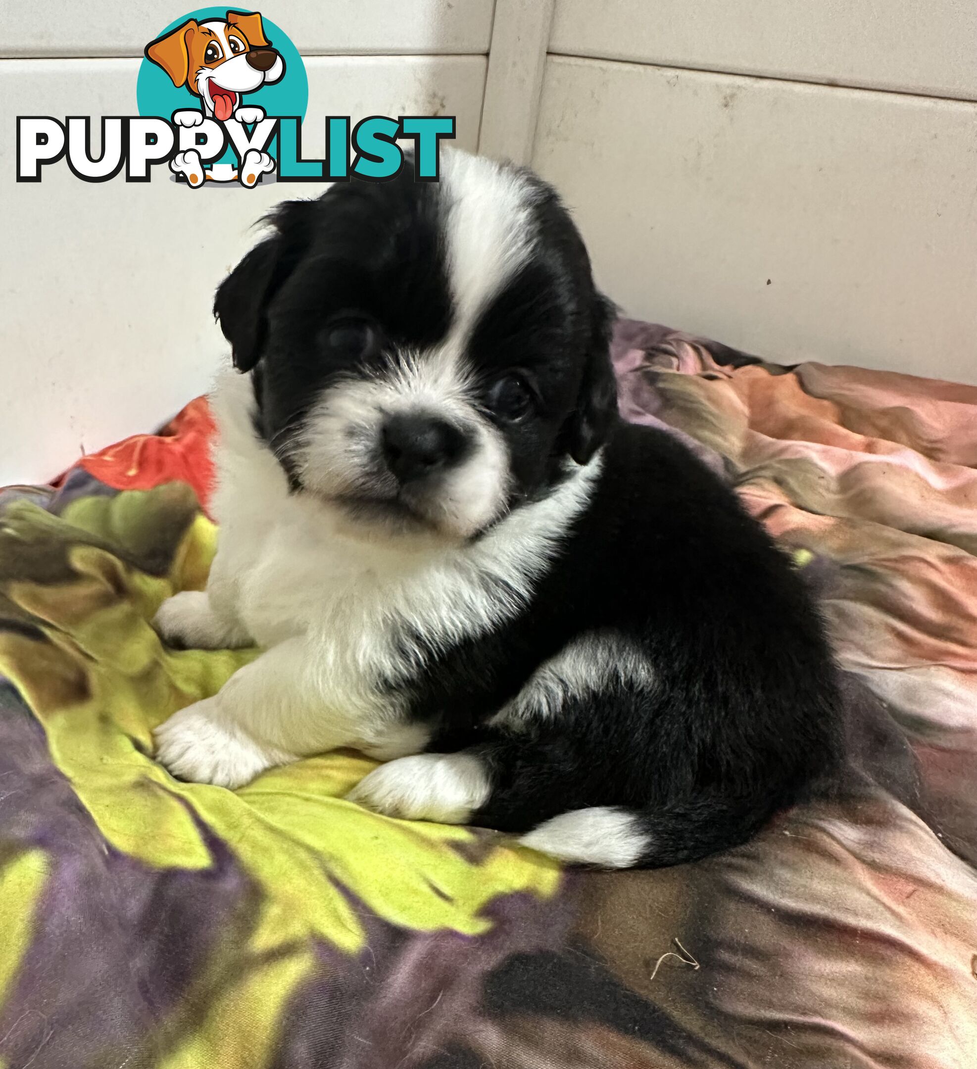 Tiboodle puppies! (Tibetan Spaniel x Toy Poodle)