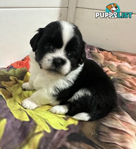 Tiboodle puppies! (Tibetan Spaniel x Toy Poodle)