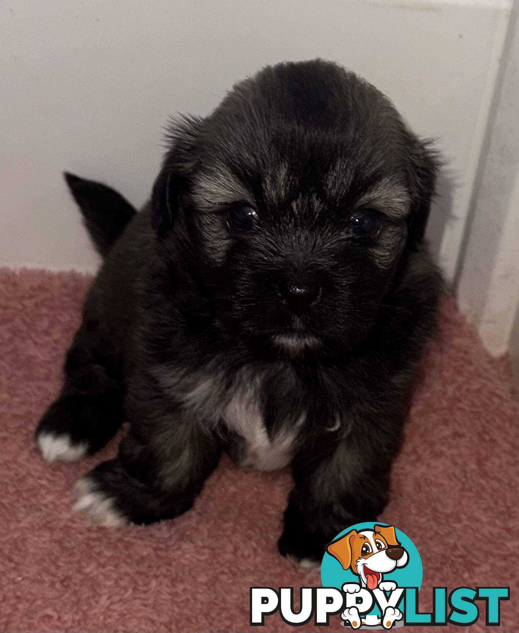 Tiboodle puppies! (Tibetan Spaniel x Toy Poodle)