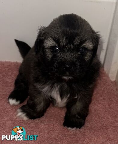 Tiboodle puppies! (Tibetan Spaniel x Toy Poodle)
