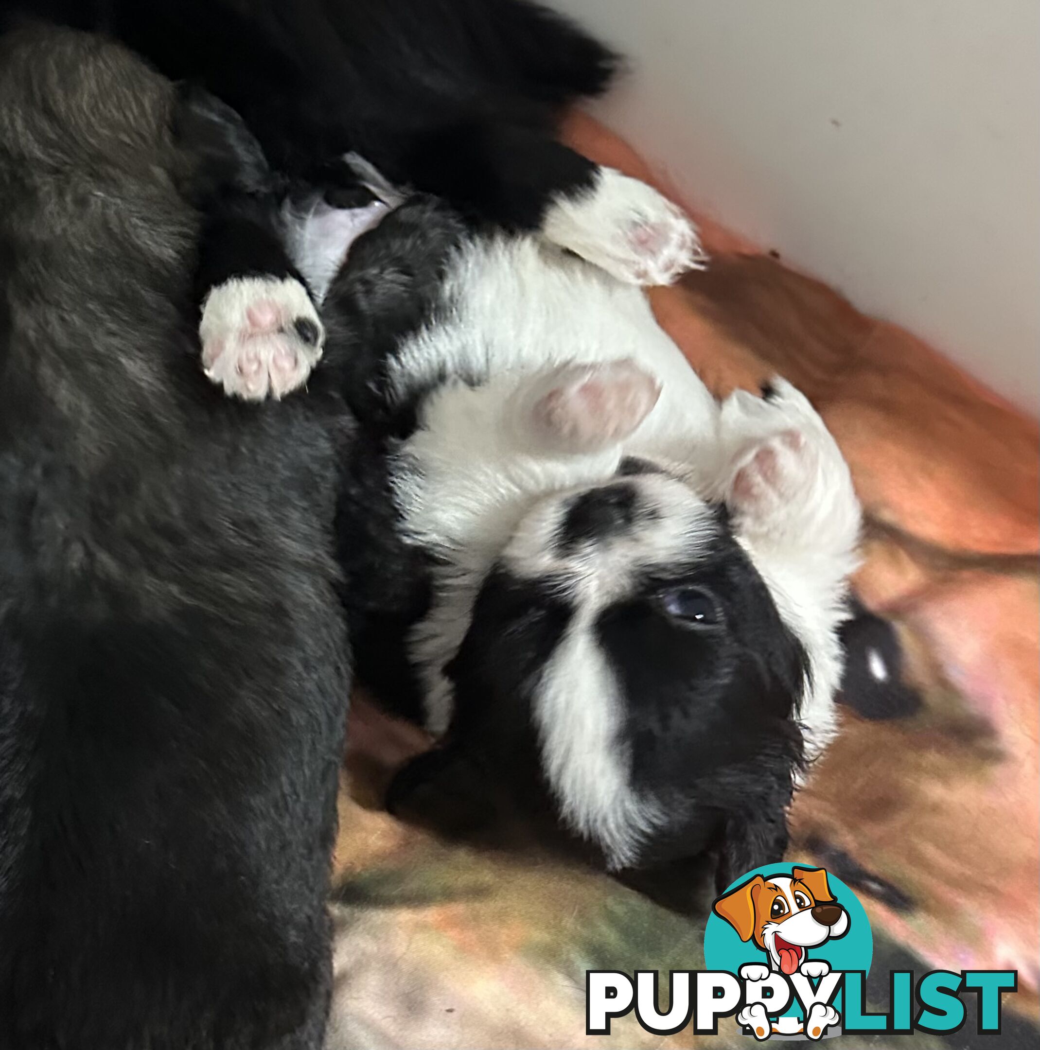 Tiboodle puppies! (Tibetan Spaniel x Toy Poodle)