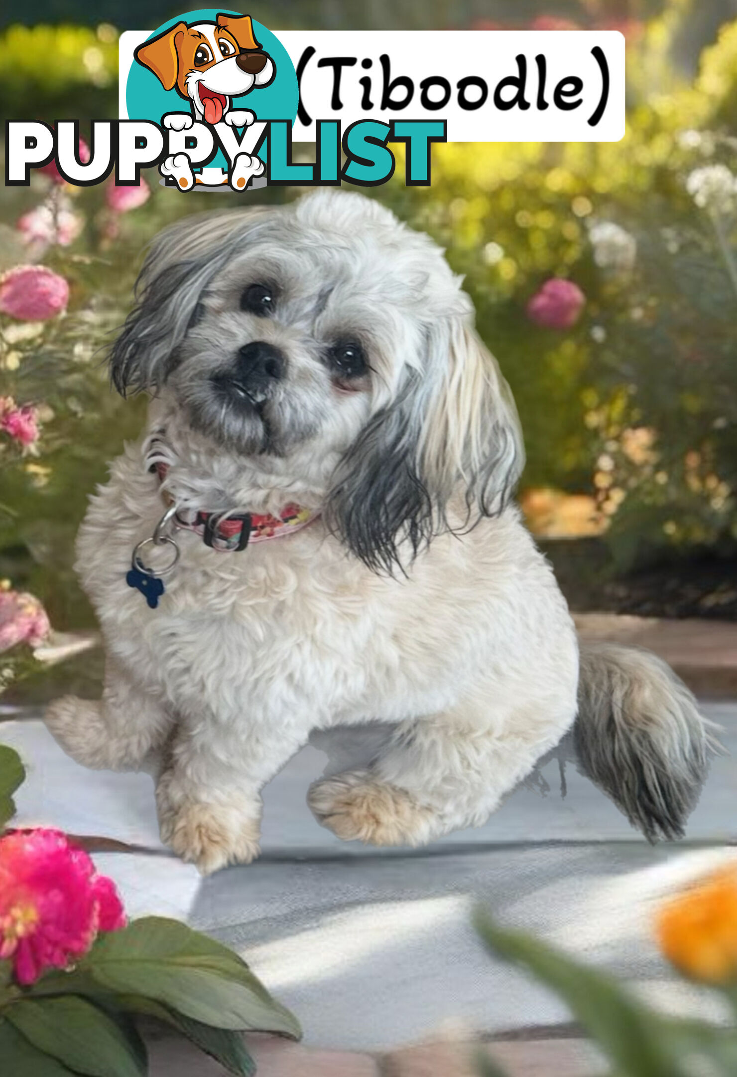 Tiboodle puppies! (Tibetan Spaniel x Toy Poodle)