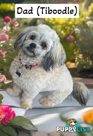 Tiboodle puppies! (Tibetan Spaniel x Toy Poodle)
