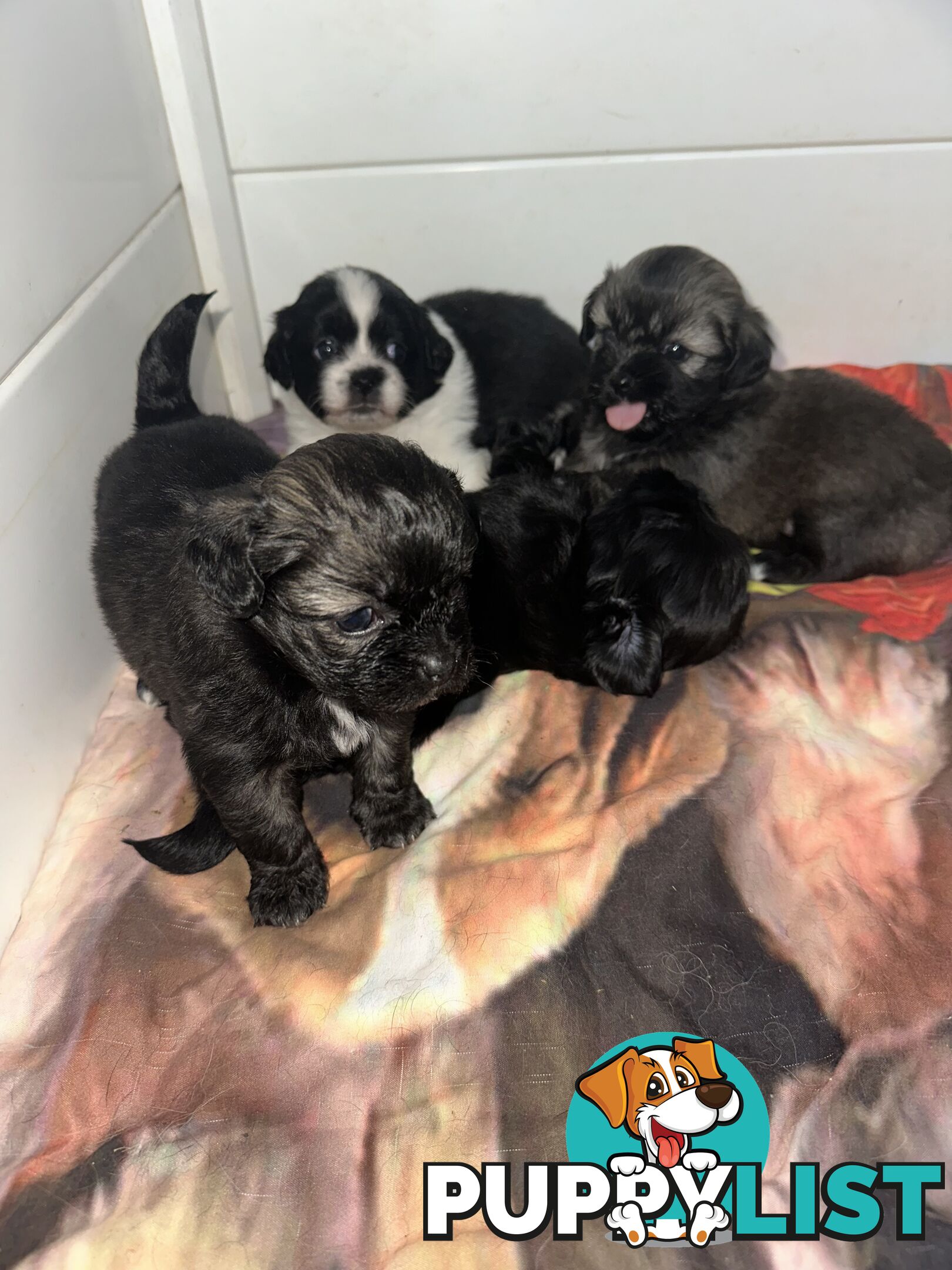 Tiboodle puppies! (Tibetan Spaniel x Toy Poodle)