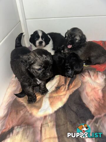 Tiboodle puppies! (Tibetan Spaniel x Toy Poodle)