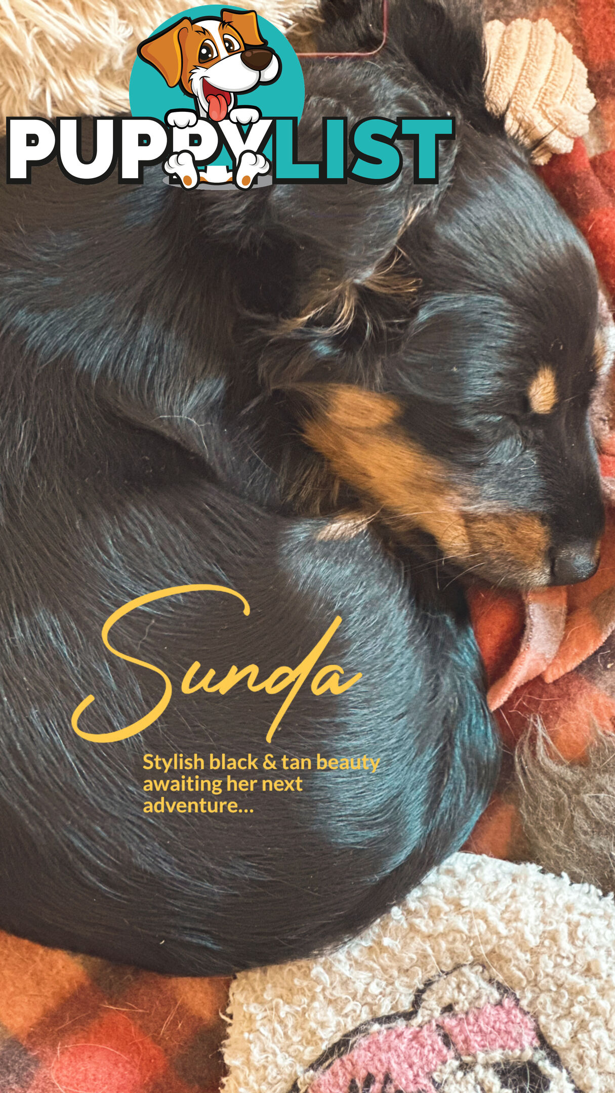Long Hair Miniature Dachshund puppies