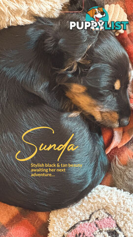 Long Hair Miniature Dachshund puppies