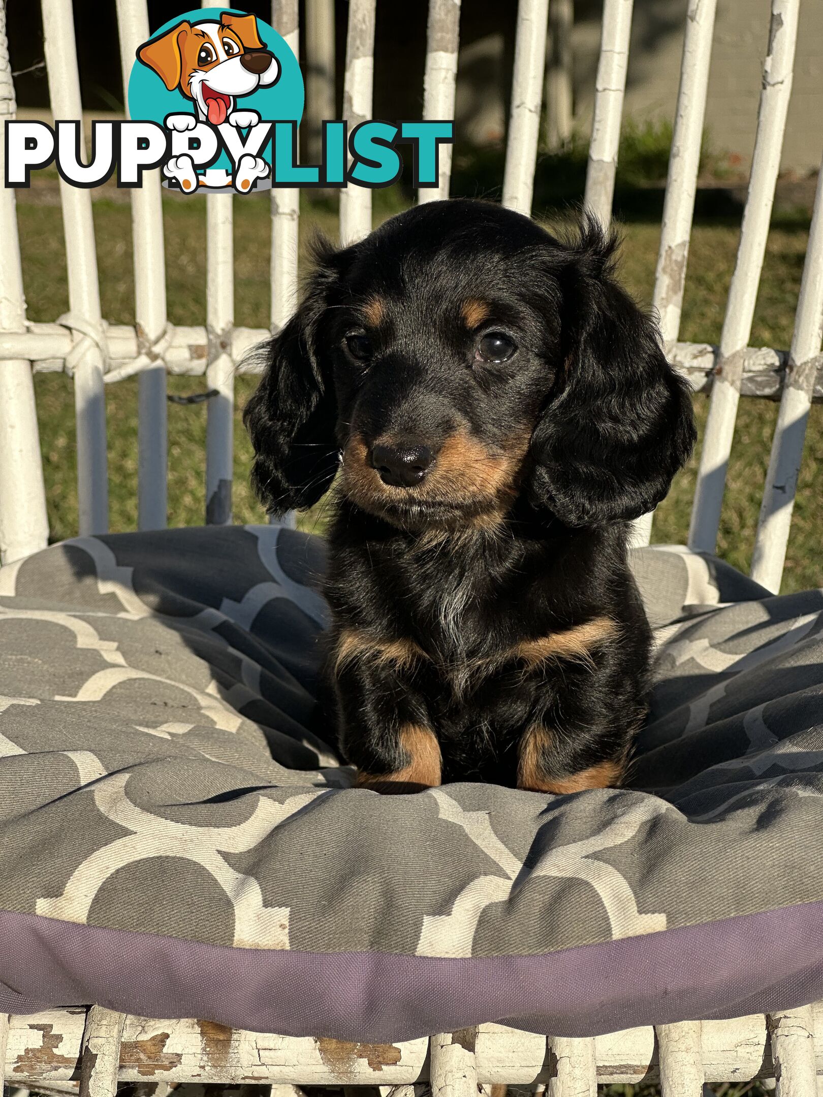 Long Hair Miniature Dachshund puppies