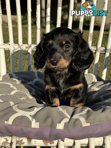 Long Hair Miniature Dachshund puppies