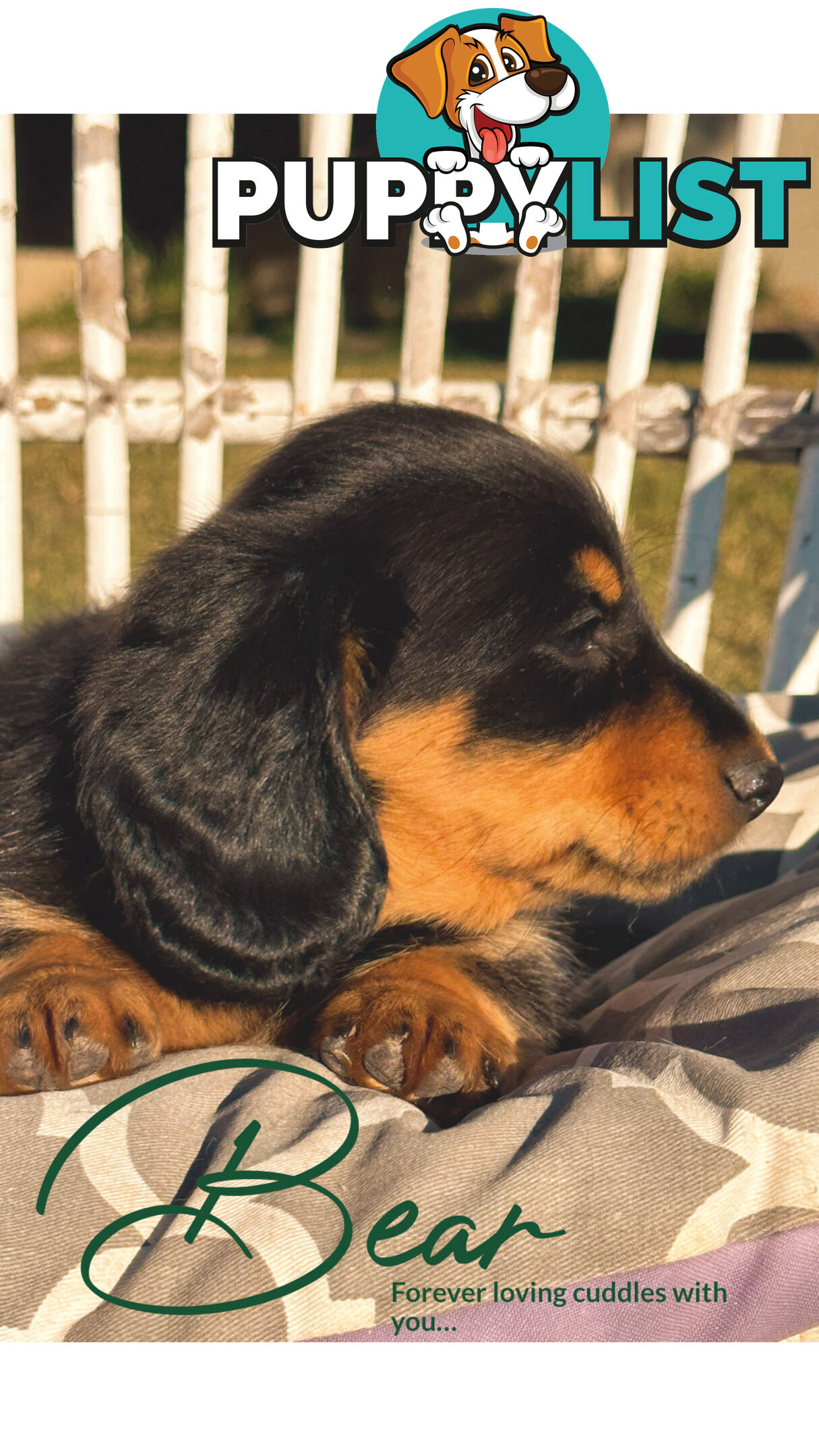 Long Hair Miniature Dachshund puppies