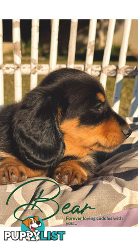 Long Hair Miniature Dachshund puppies