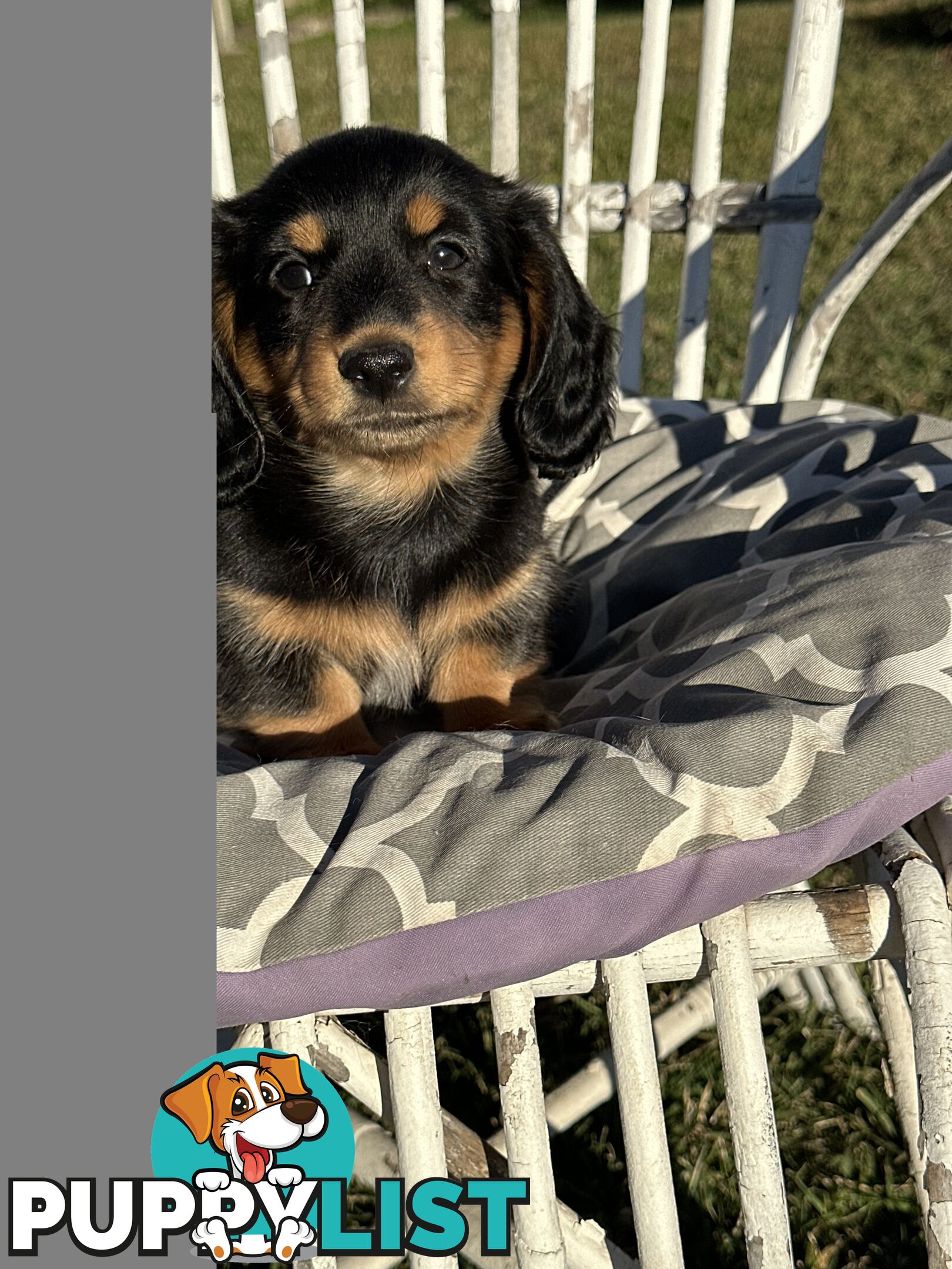 Long Hair Miniature Dachshund puppies