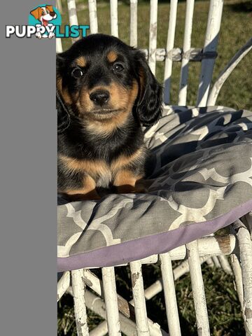 Long Hair Miniature Dachshund puppies