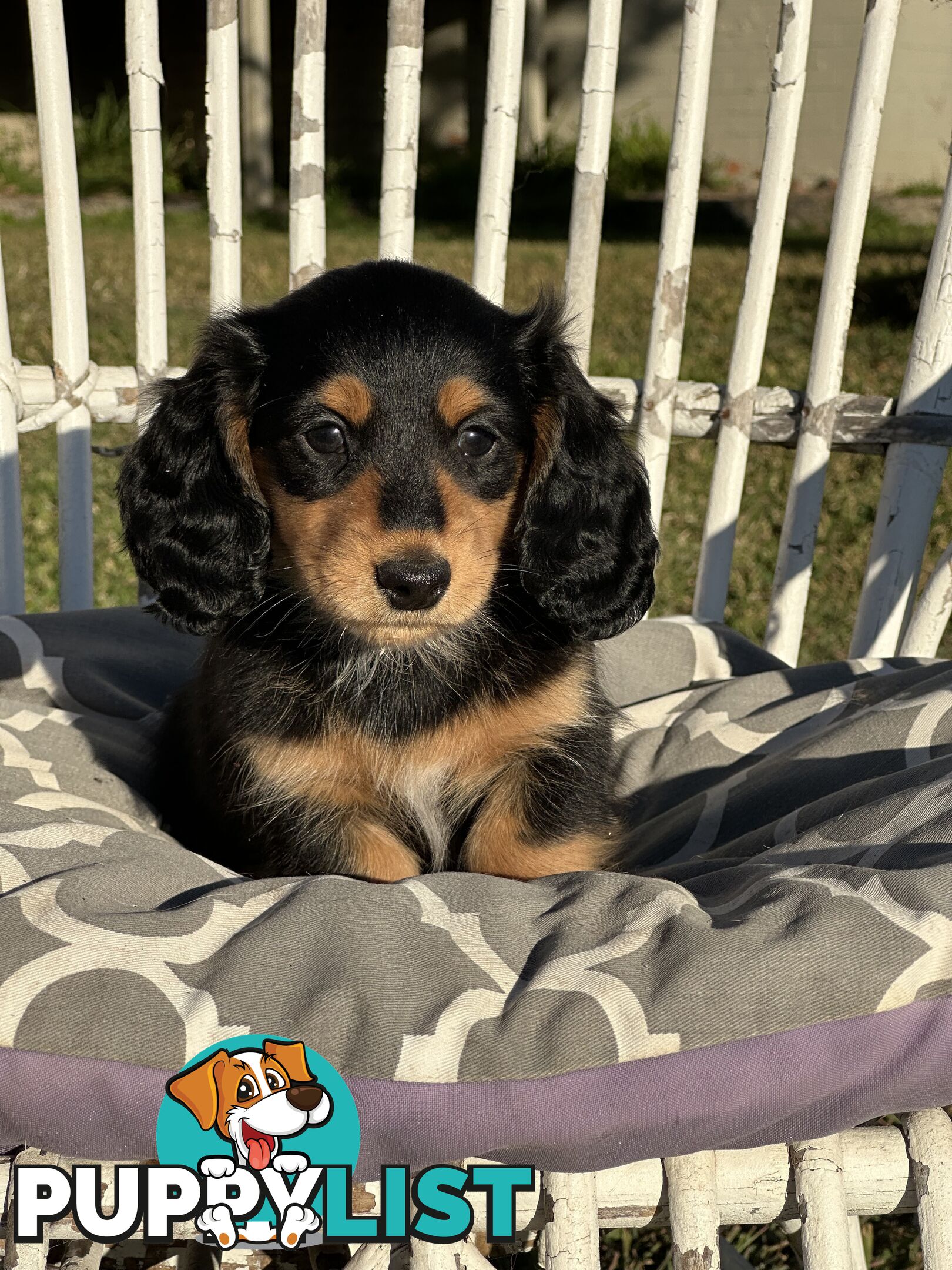 Long Hair Miniature Dachshund puppies
