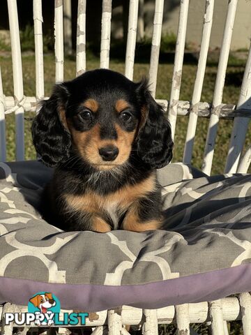 Long Hair Miniature Dachshund puppies