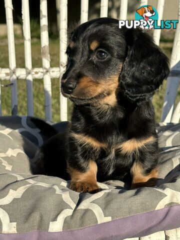 Long Hair Miniature Dachshund puppies