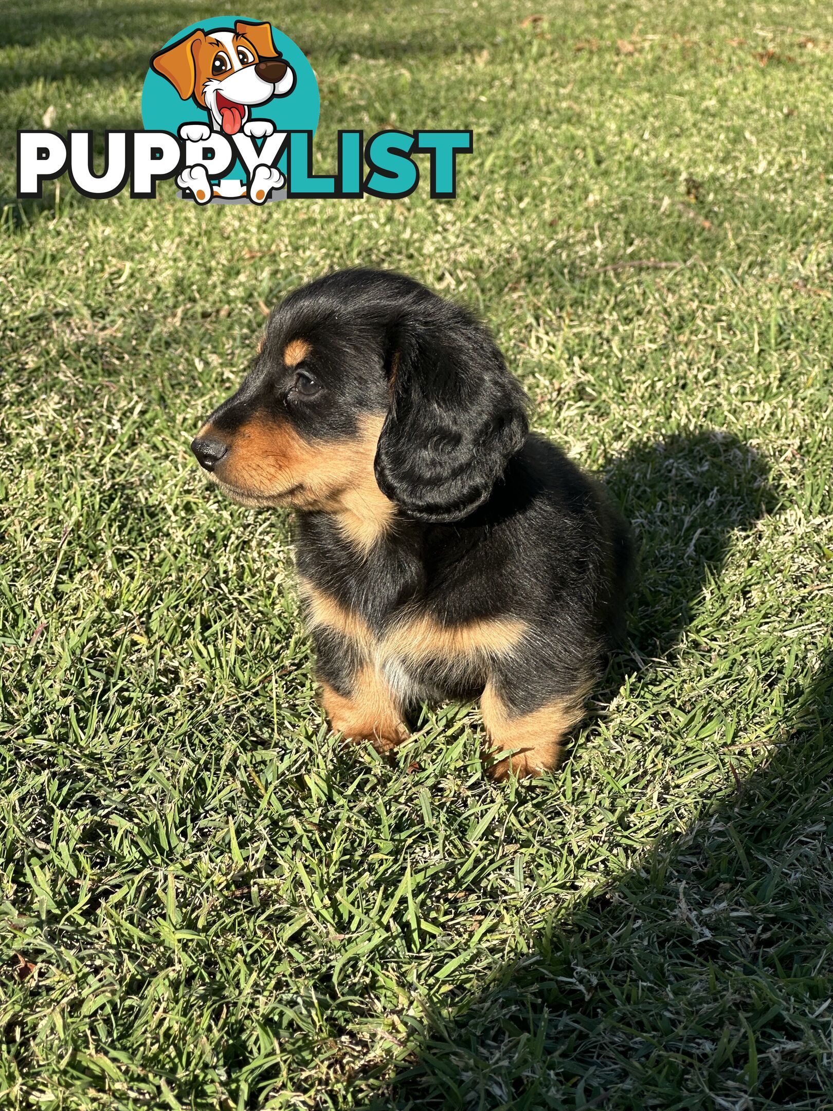 Long Hair Miniature Dachshund puppies