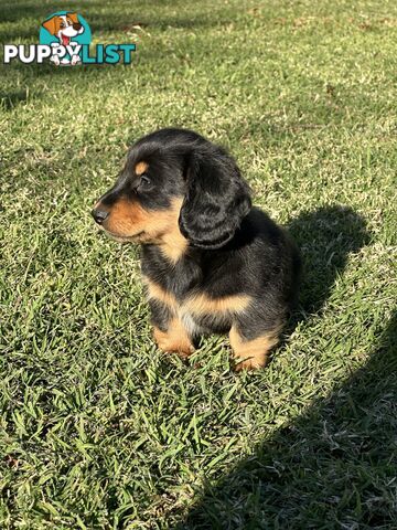 Long Hair Miniature Dachshund puppies