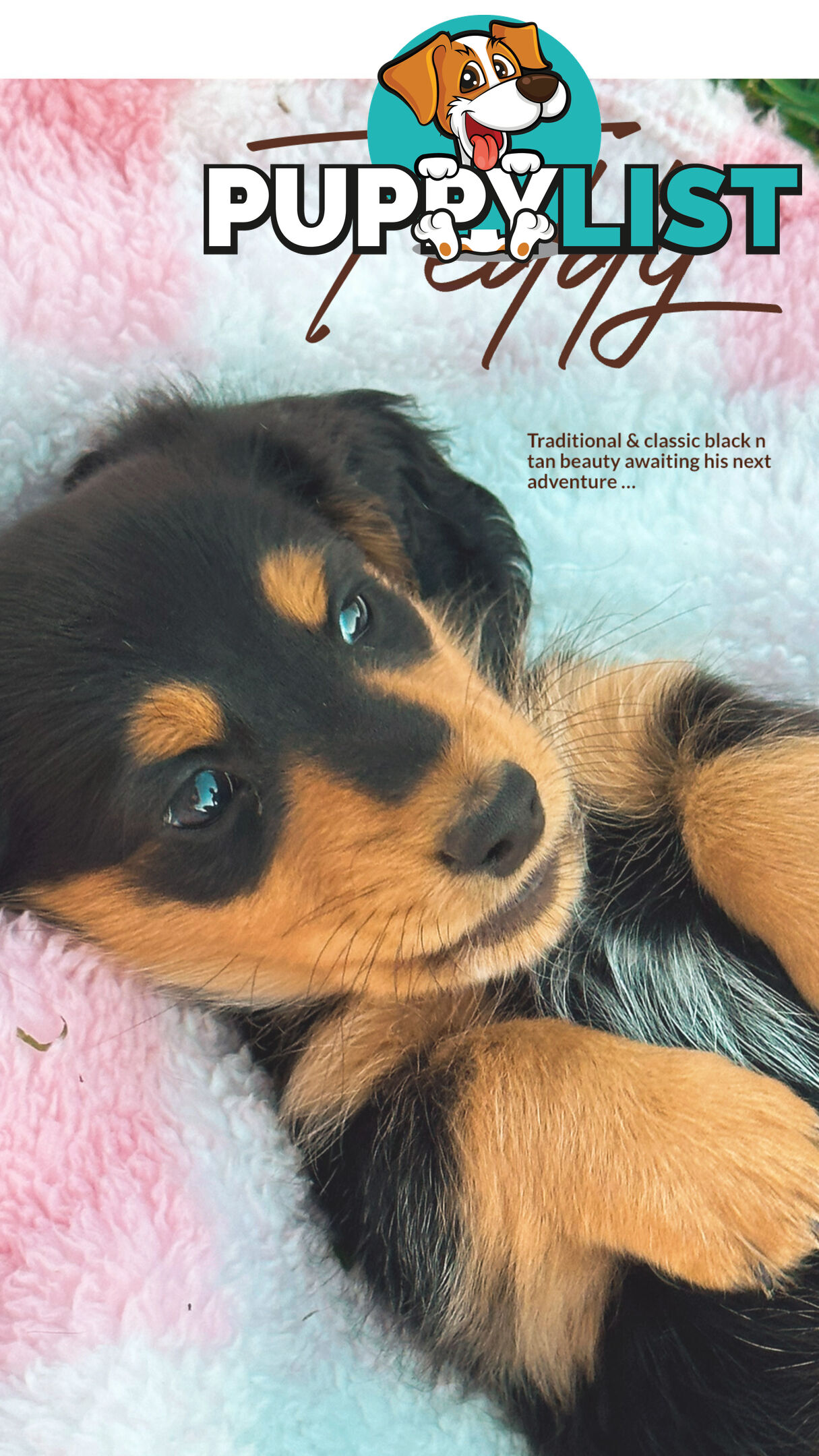 Long Hair Miniature Dachshund puppies