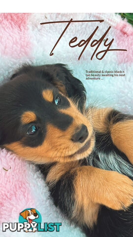 Long Hair Miniature Dachshund puppies