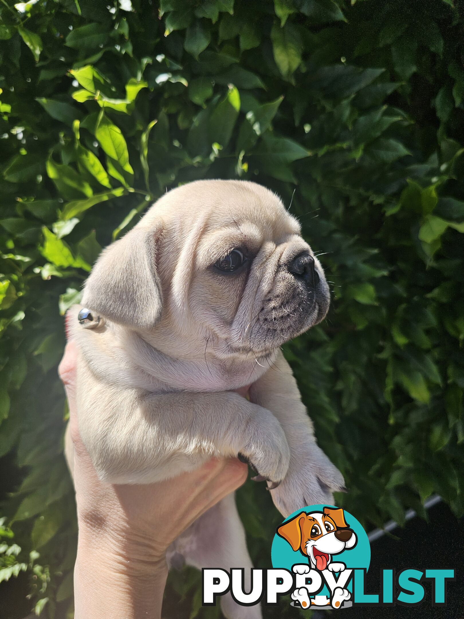 French Bulldog Puppies