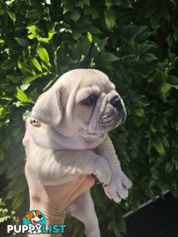 French Bulldog Puppies