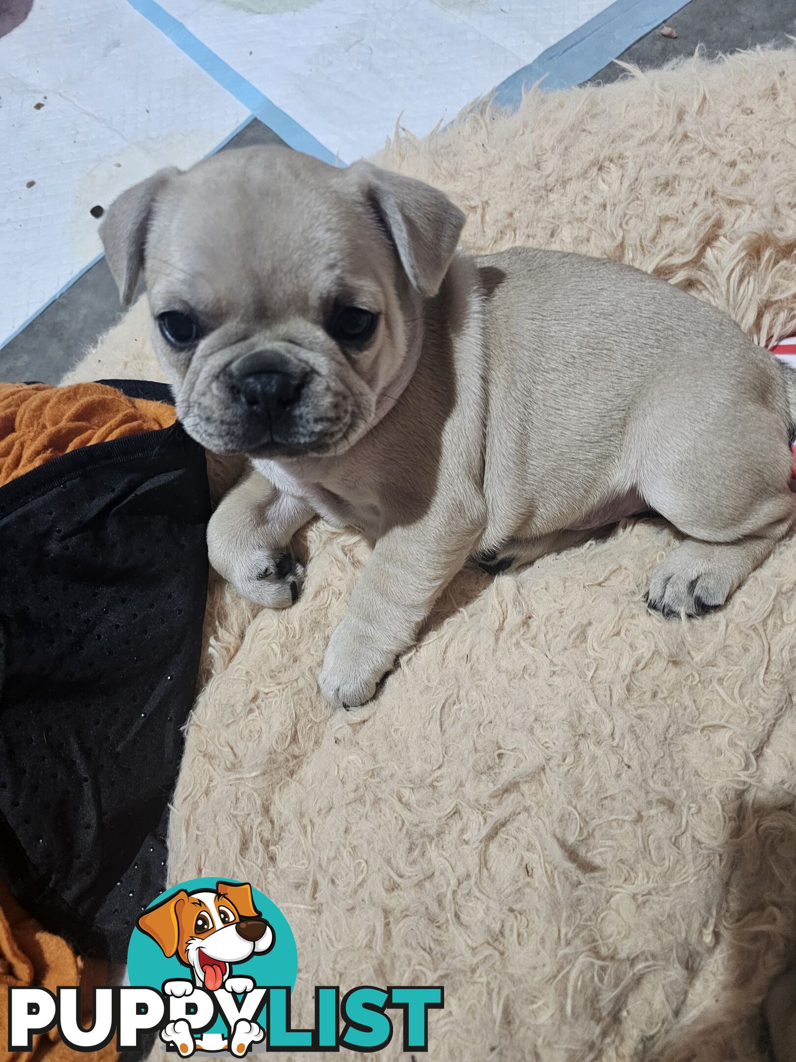 French Bulldog Puppies