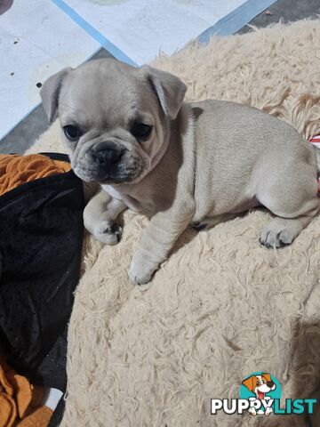 French Bulldog Puppies