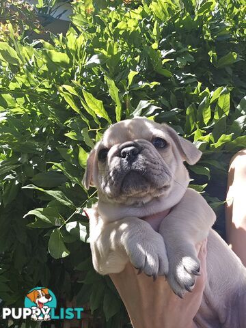 French Bulldog Puppies