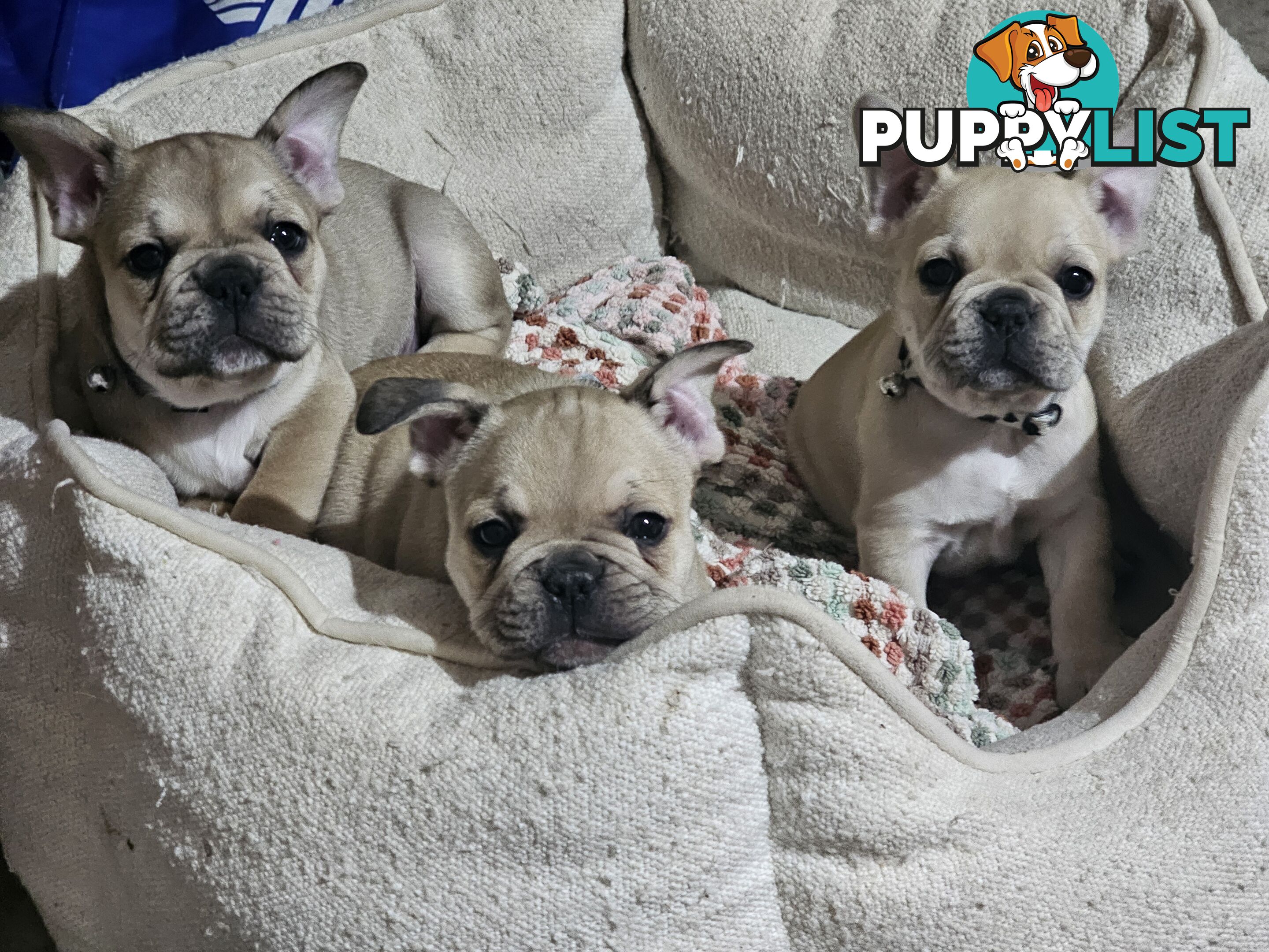 French Bulldog Puppies