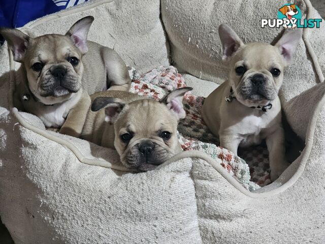 French Bulldog Puppies