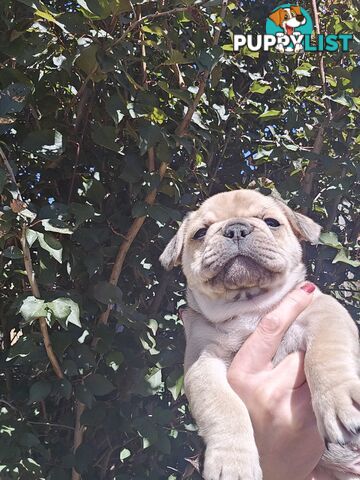 French Bulldog Puppies