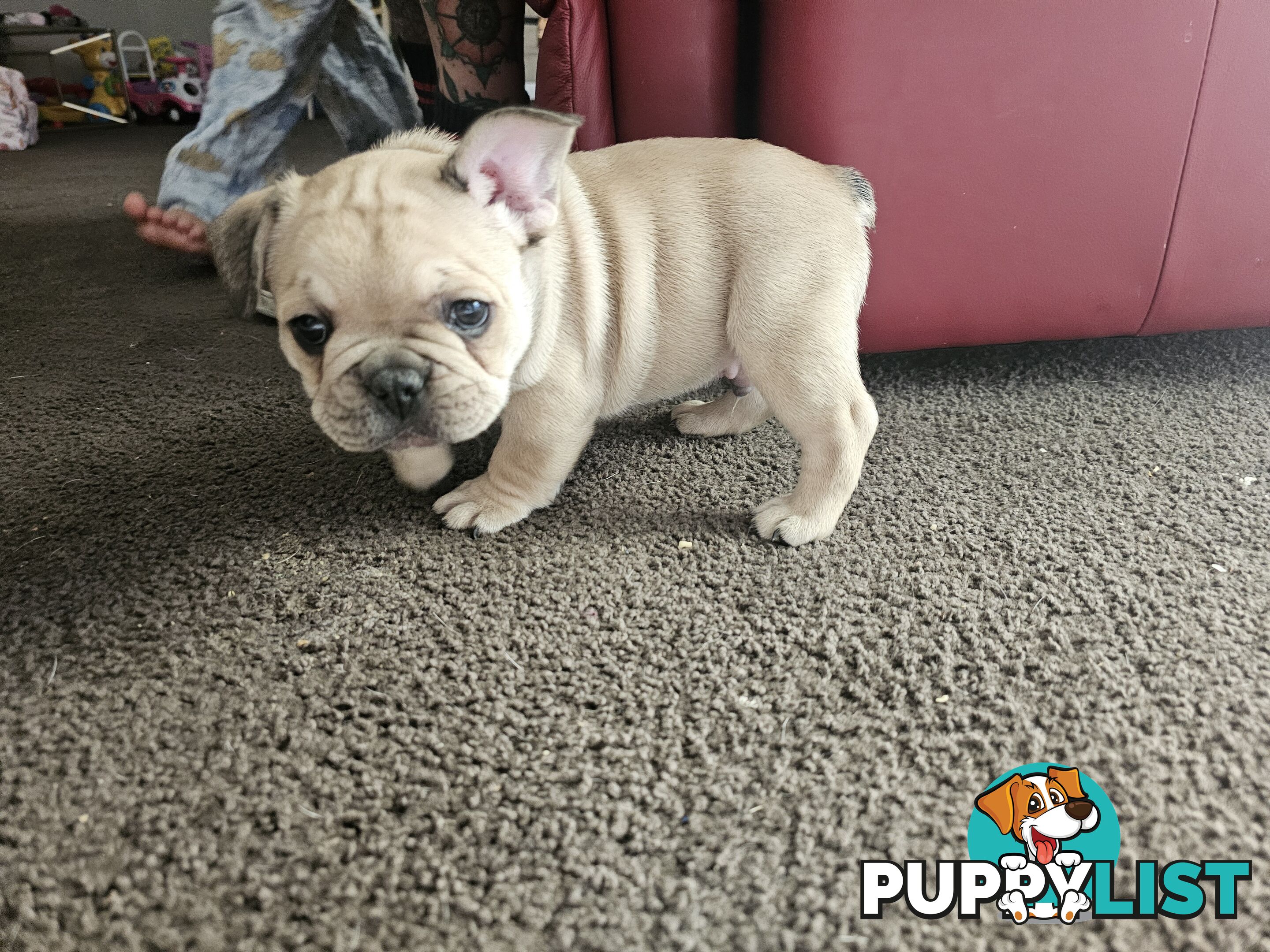 French Bulldog Puppies