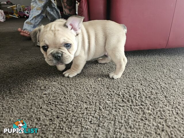 French Bulldog Puppies