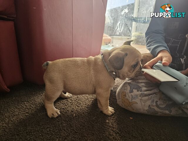 French Bulldog Puppies