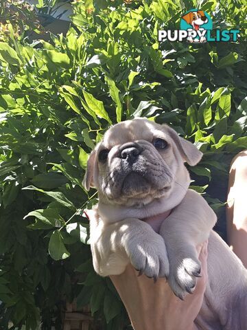 French Bulldog Puppies