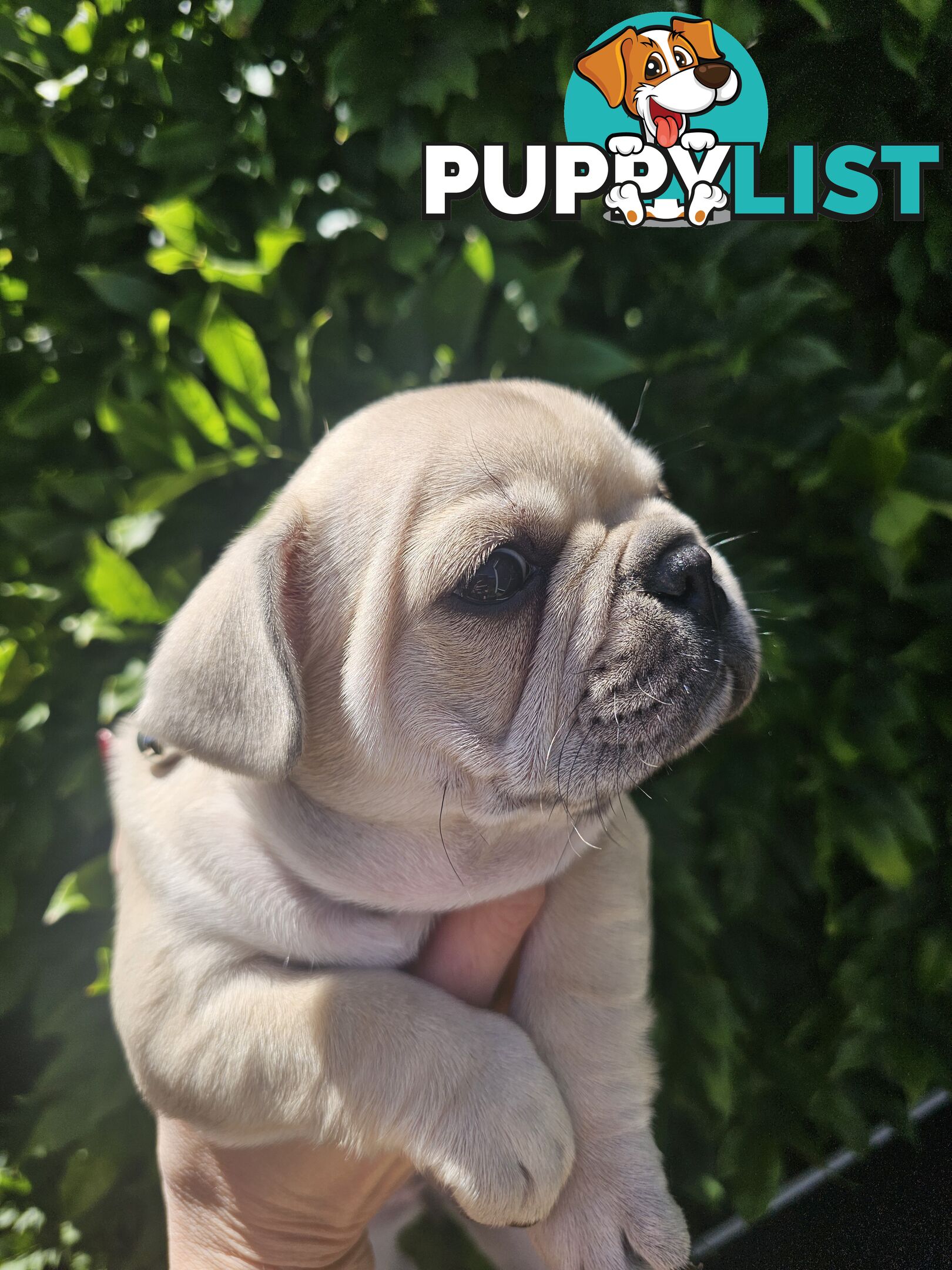 French Bulldog Puppies