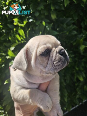 French Bulldog Puppies