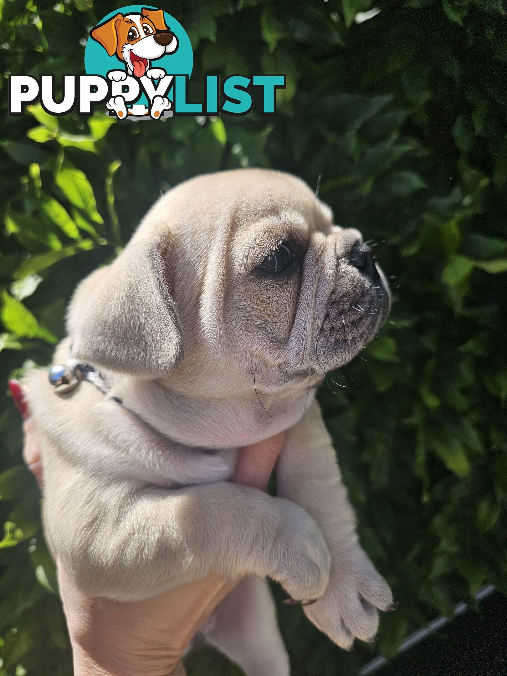 French Bulldog Puppies