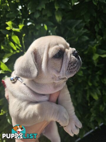 French Bulldog Puppies