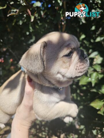 French Bulldog Puppies