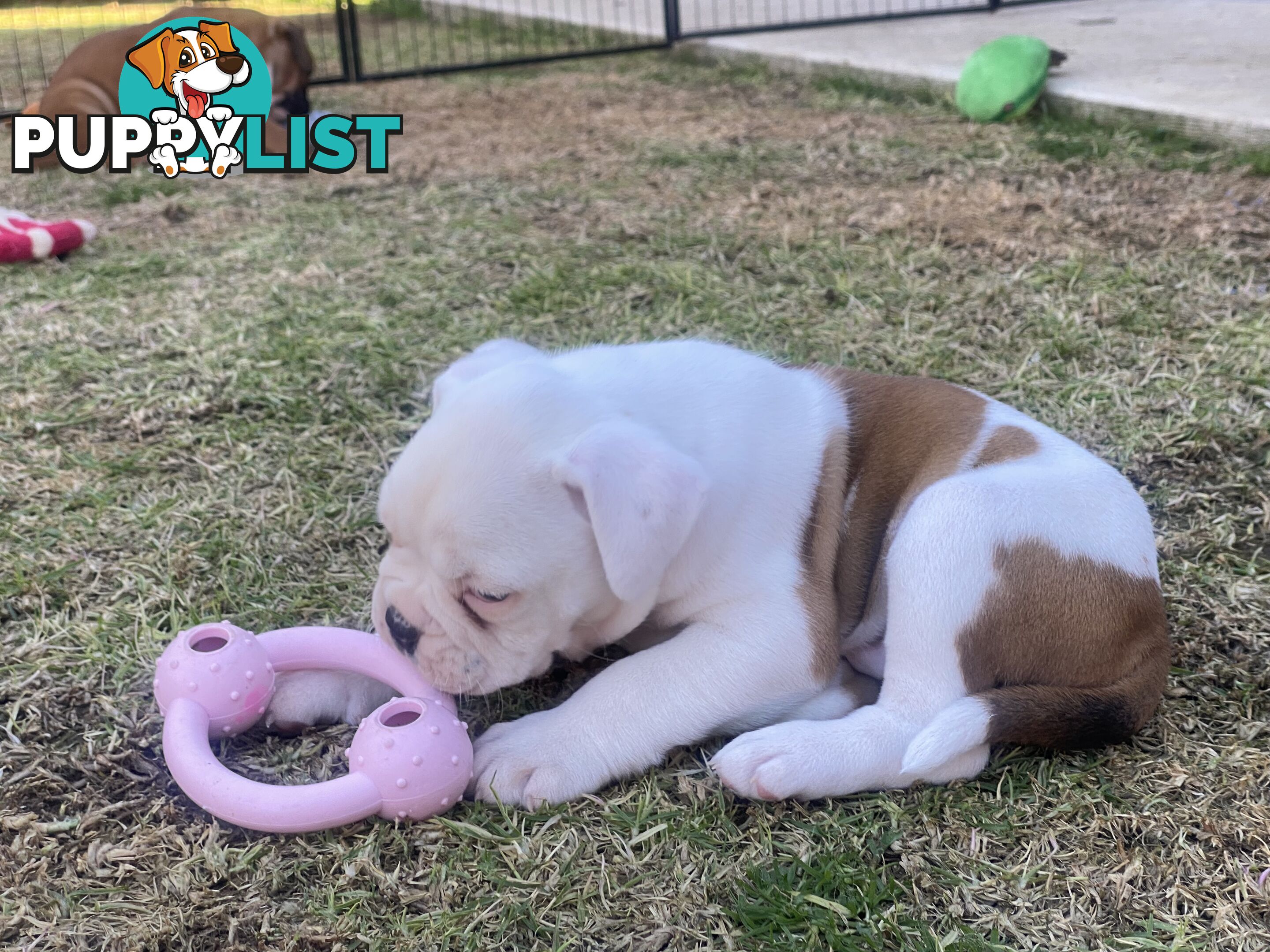 Boxer X Bulldog Puppies