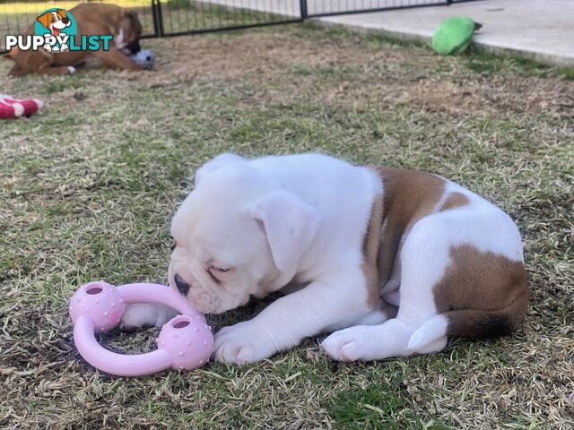 Boxer X Bulldog Puppies