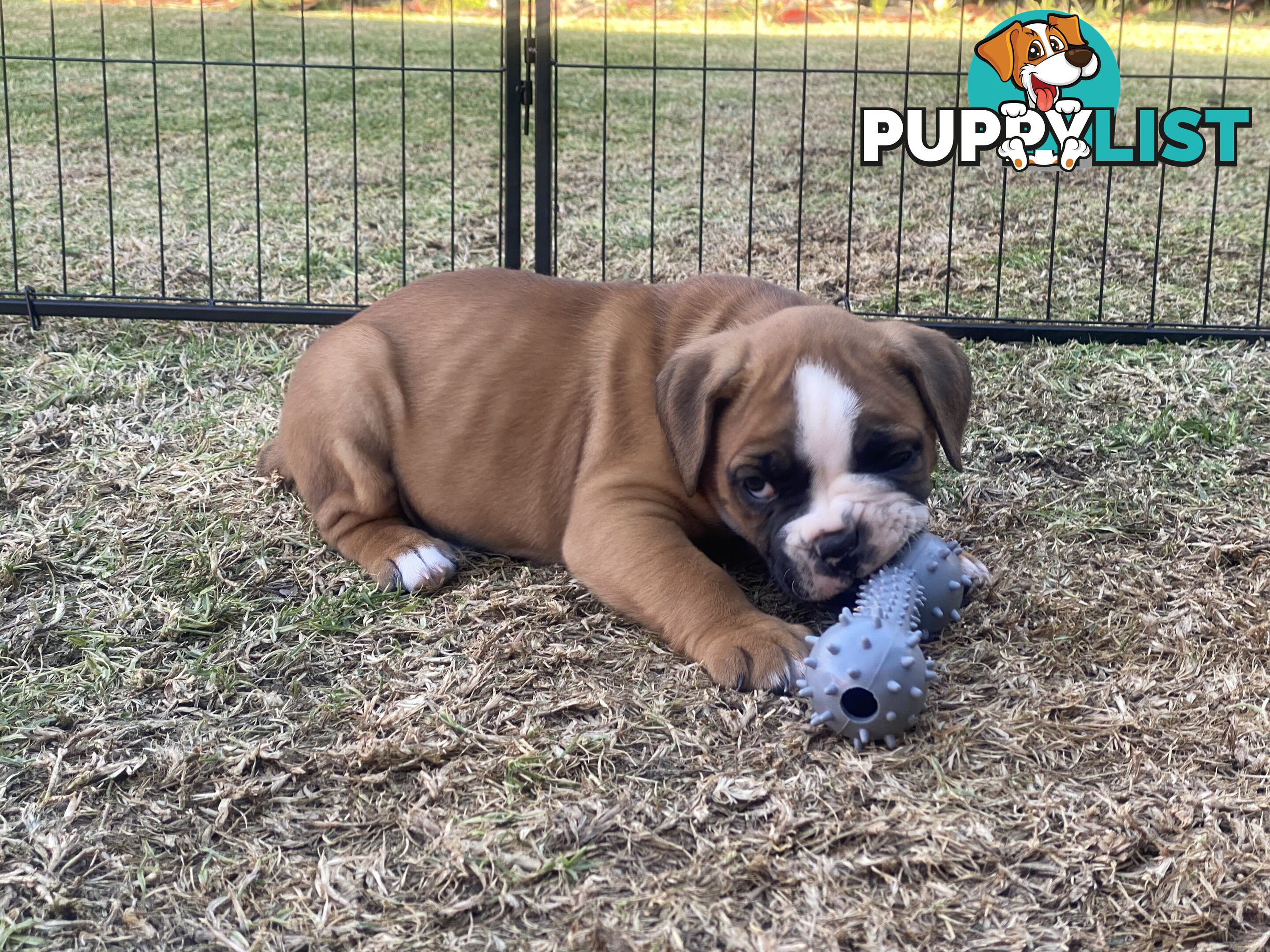 Boxer X Bulldog Puppies