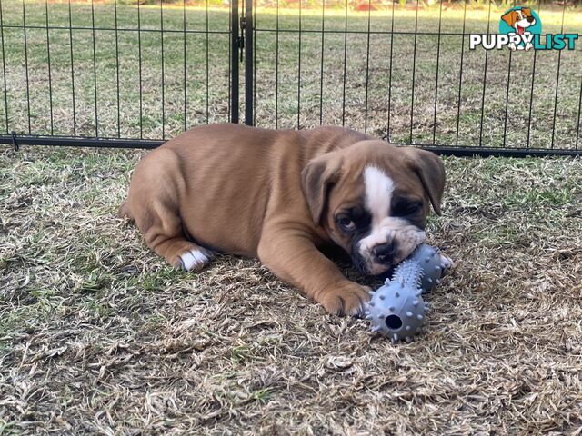 Boxer X Bulldog Puppies