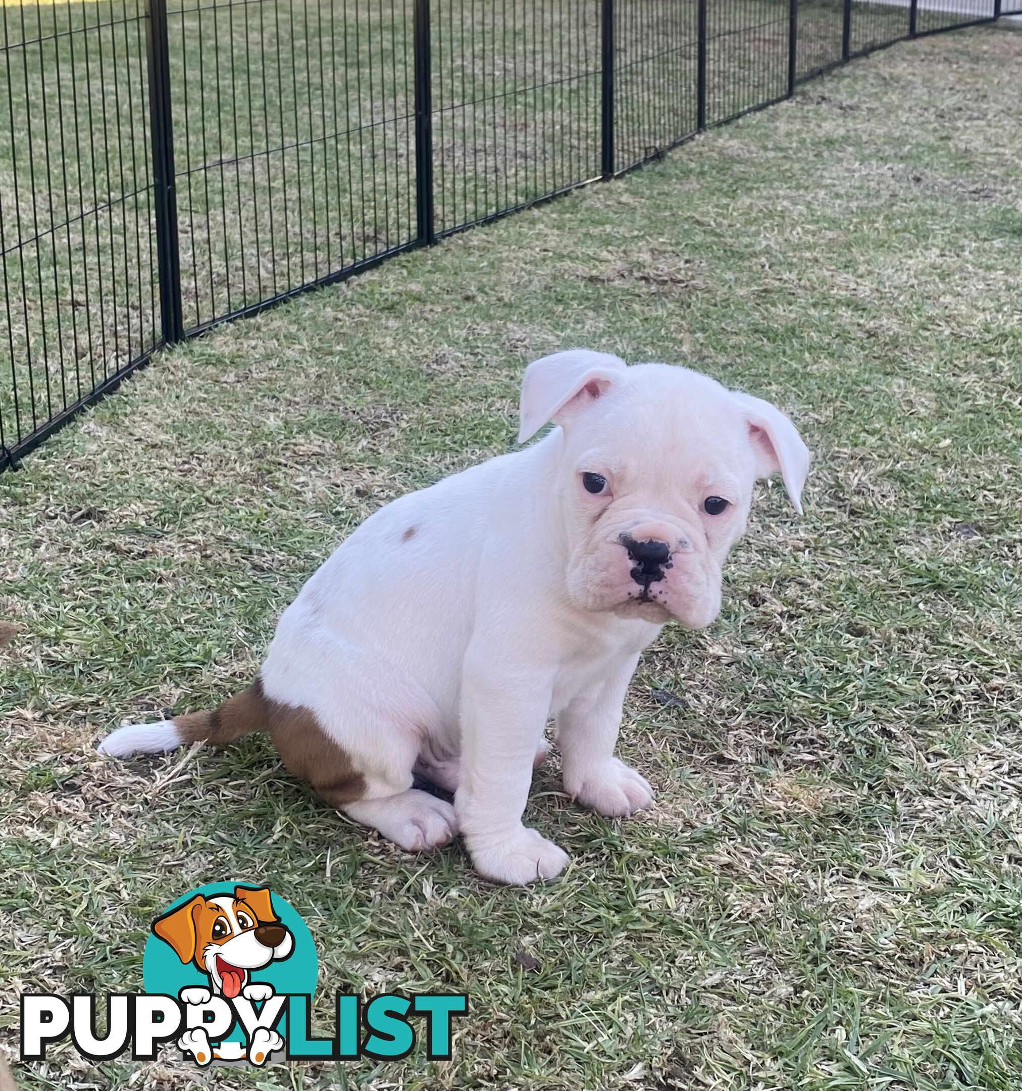 Boxer X Bulldog Puppies