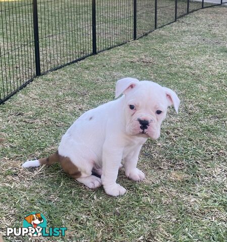 Boxer X Bulldog Puppies