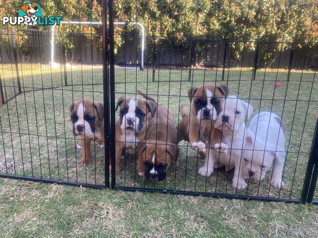 Boxer X Bulldog Puppies